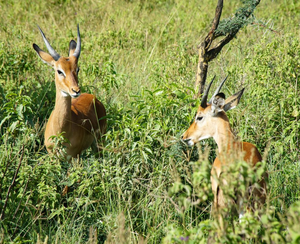 Озеро Накуру Национальный парк
