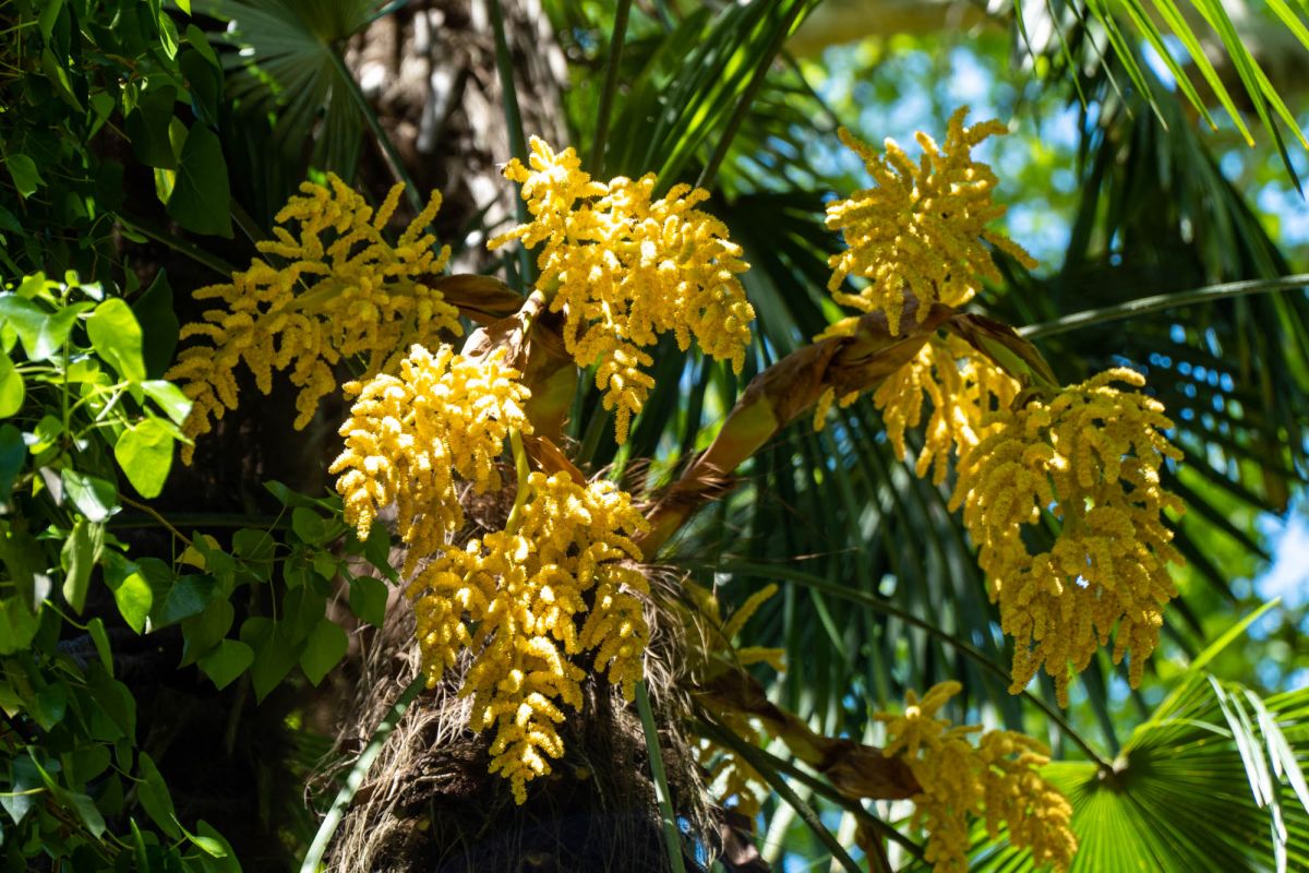 Батумский ботанический сад