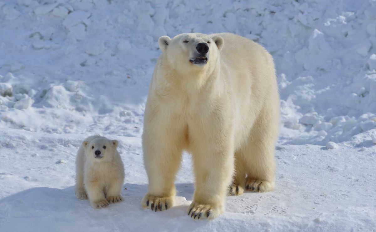 Ленинградский зоопарк