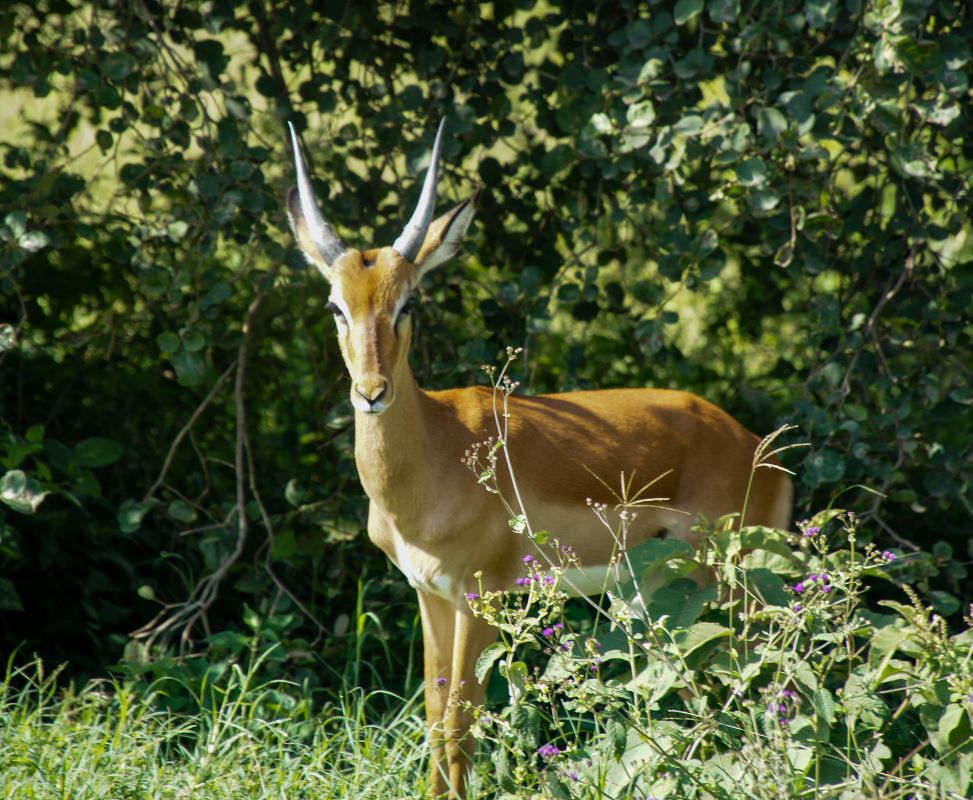 Озеро Накуру Национальный парк