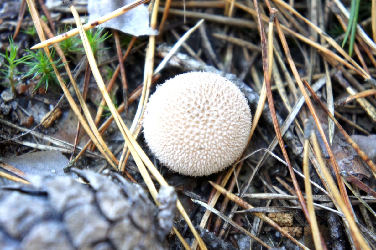 Тетеревский лес