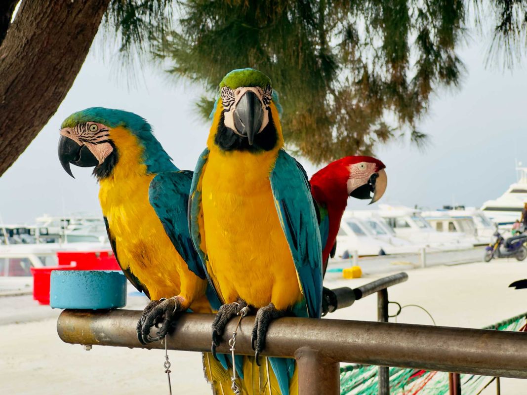 Пэррот Спот