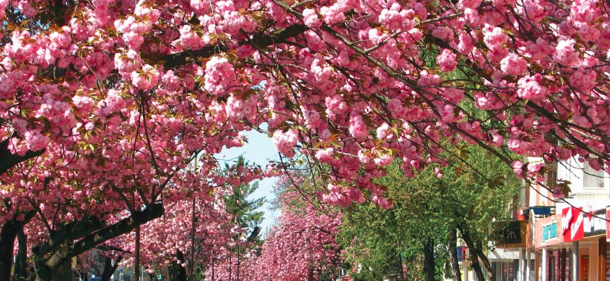 Липовая (Сакуровая) аллея в Ужгороде