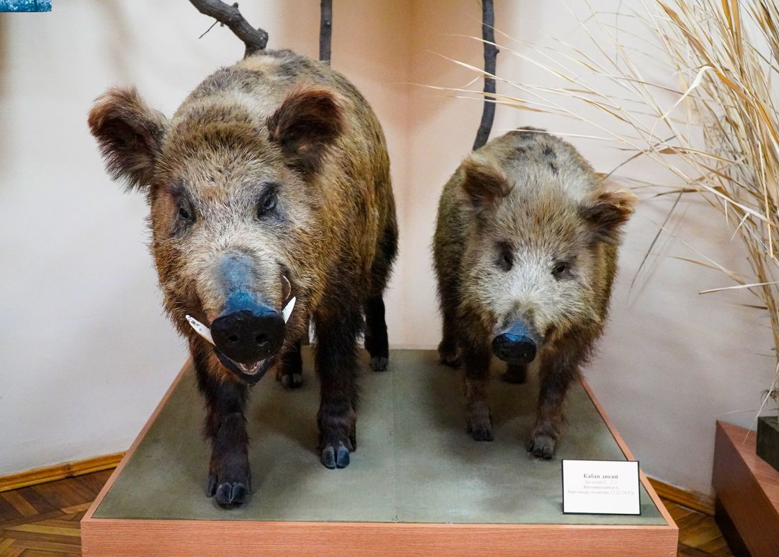 Житомирский музей природы