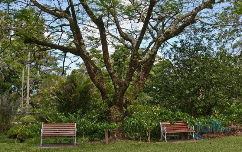 Национальный Ботанический Сад Сейшельских Островов