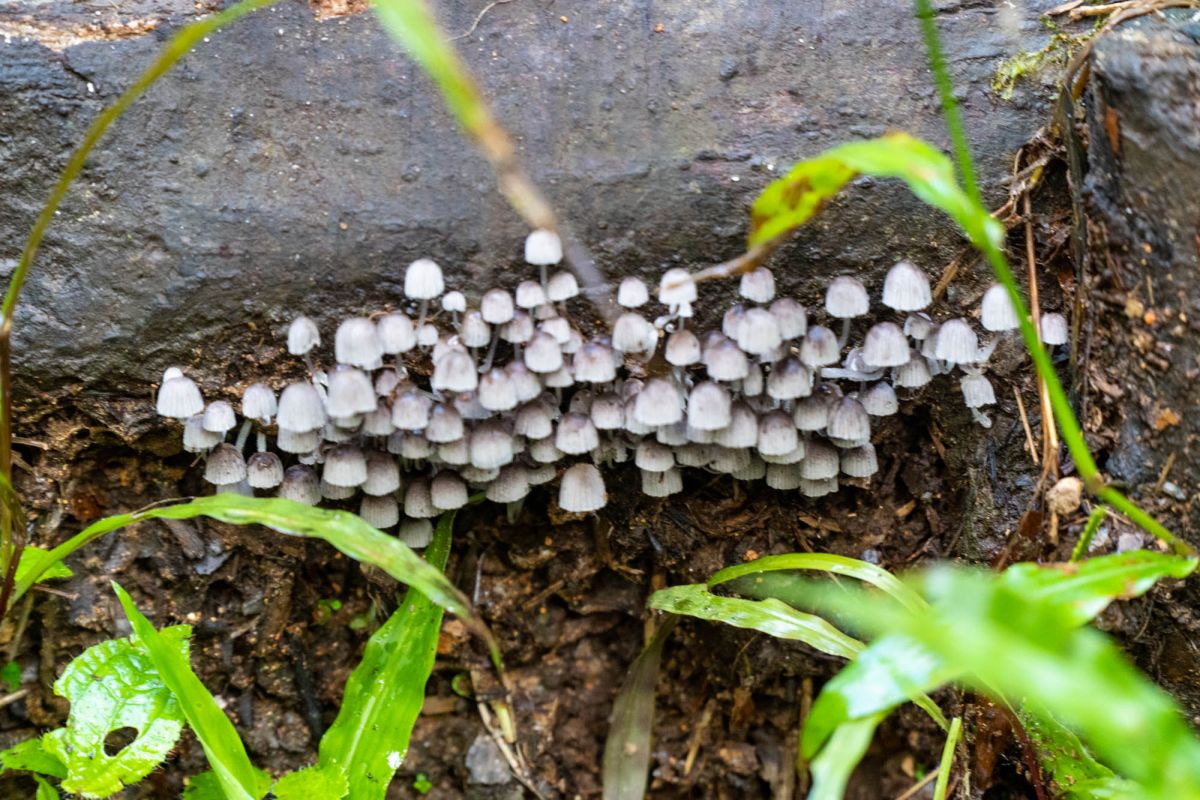 Морн Блан Трейл