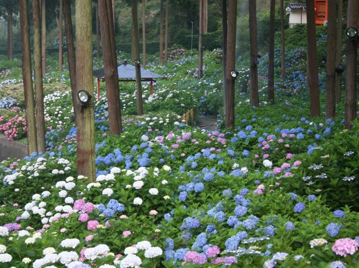 Храм Мимурото-дзи