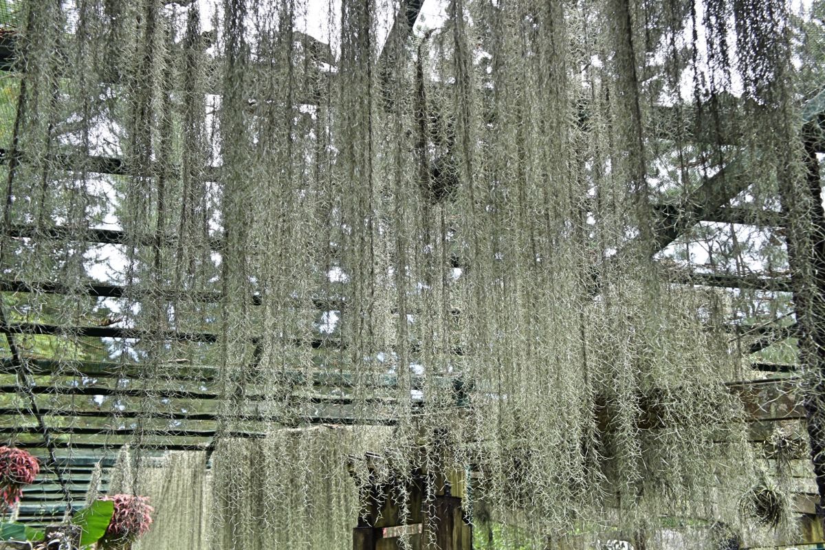 Сингапурский ботанический сад