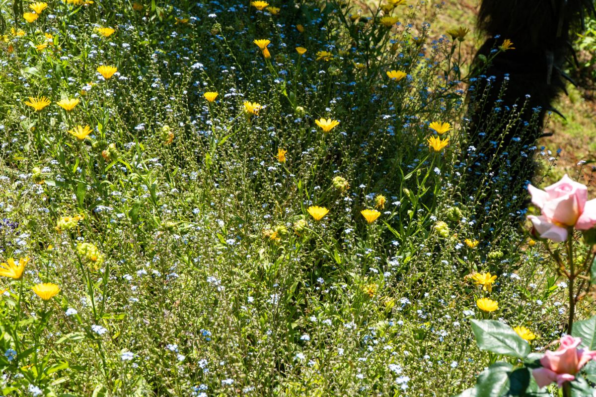 Батумский ботанический сад