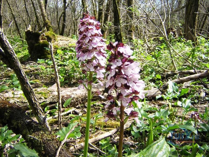 Ботанический Сад Лансетилья