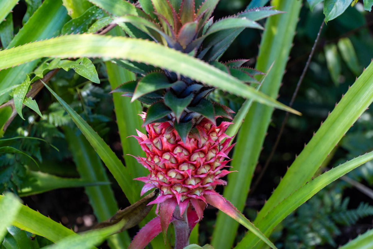 Гласис Ла Резерв Трейл