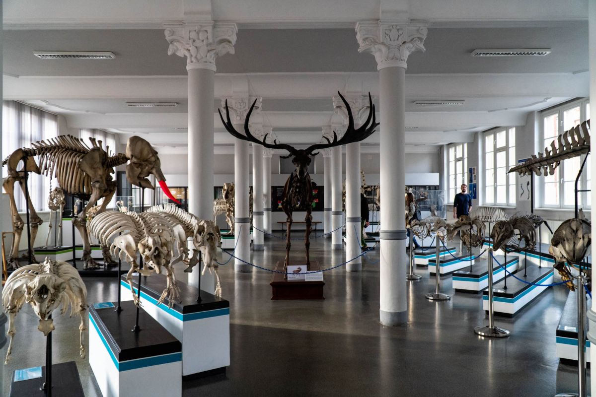Музей естественной истории Вроцлавского университета