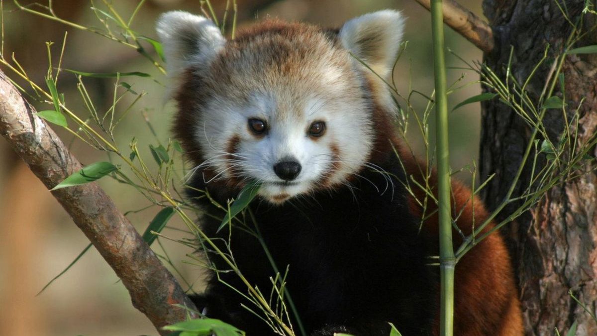 Зальцбургский Зоопарк