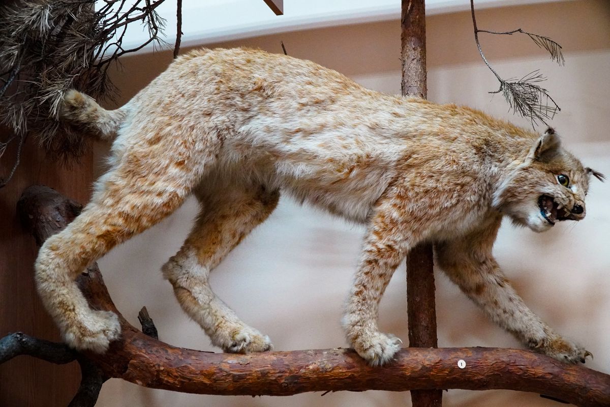 Житомирский музей природы