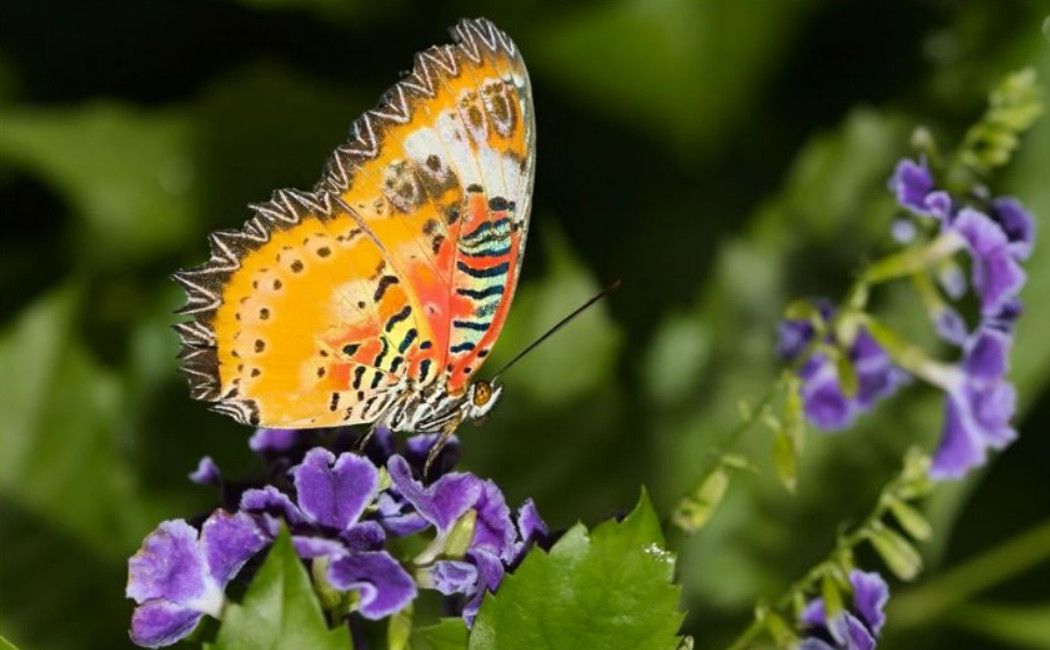 Ферма Бабочек (Aruba Butterfly Farm)