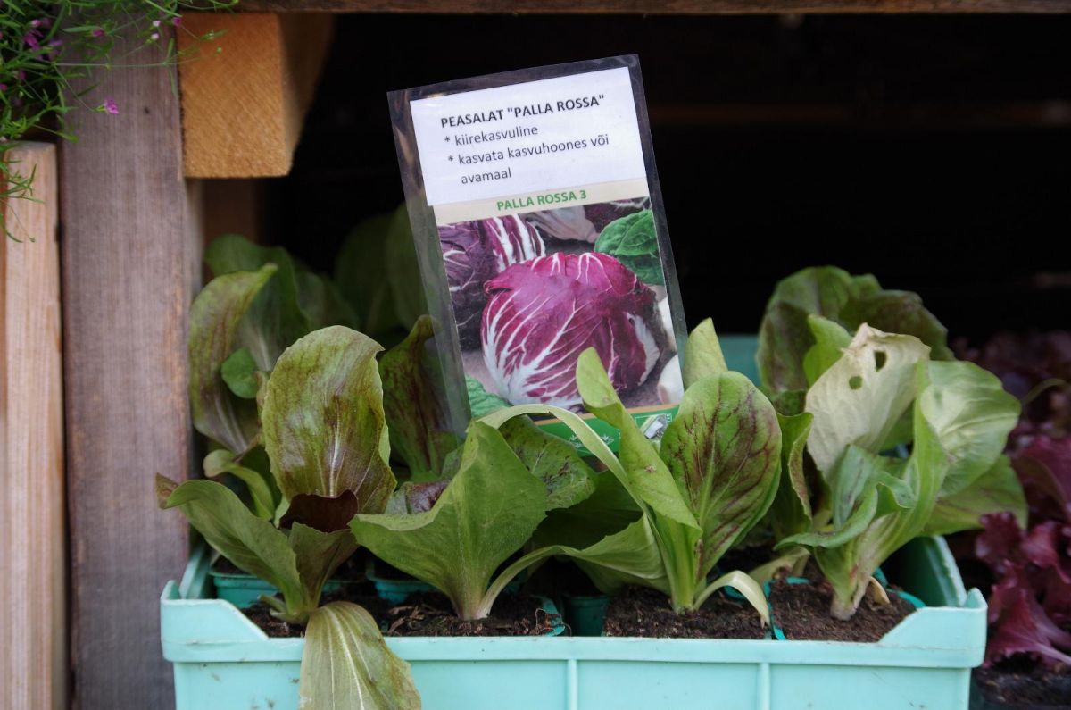 Центральный рынок Тарту