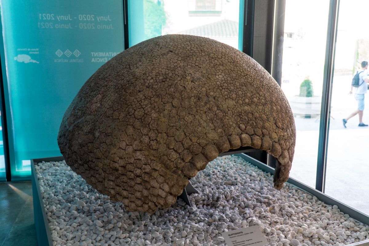 Музей естественных наук