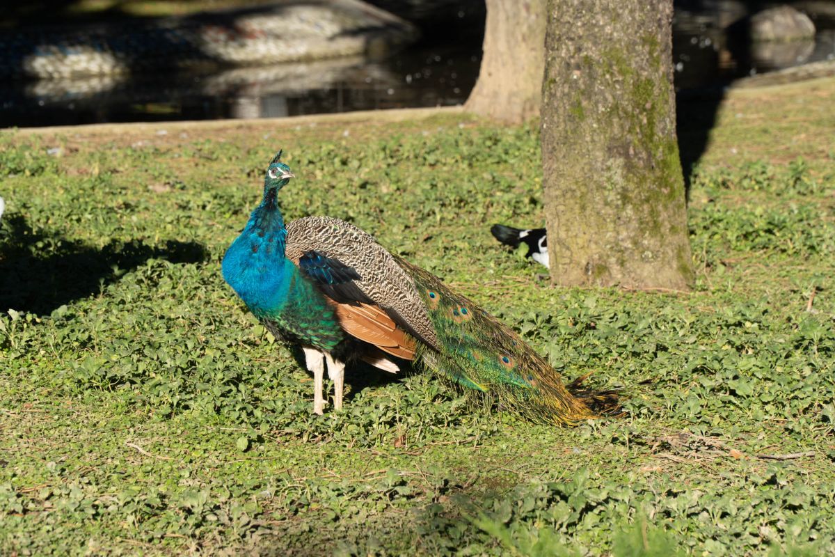 Птичий питомник