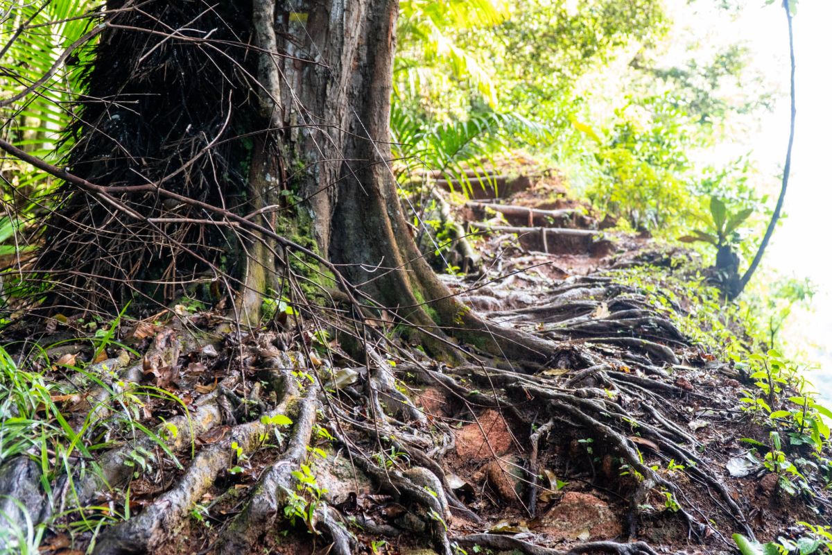 Национальный парк Морн Сейшелуа