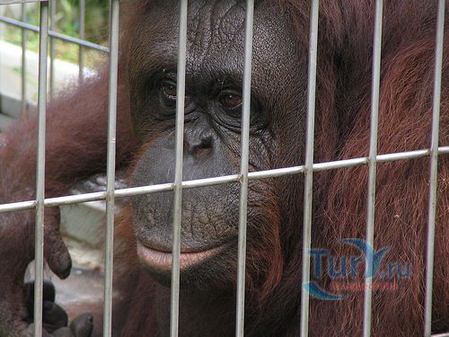 Зоопарк Тенноджи