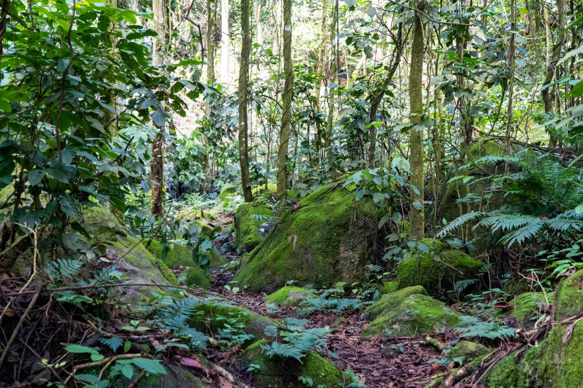 Салази Трейл