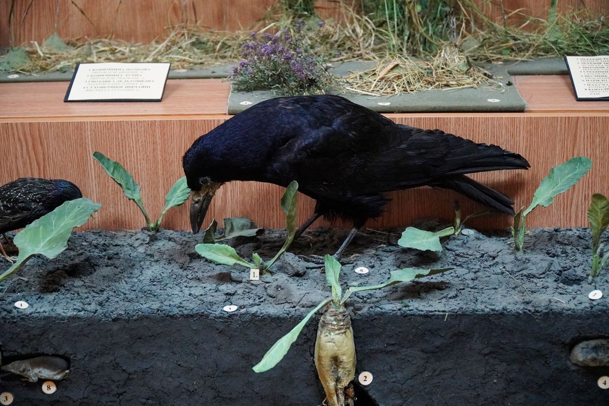 Житомирский музей природы