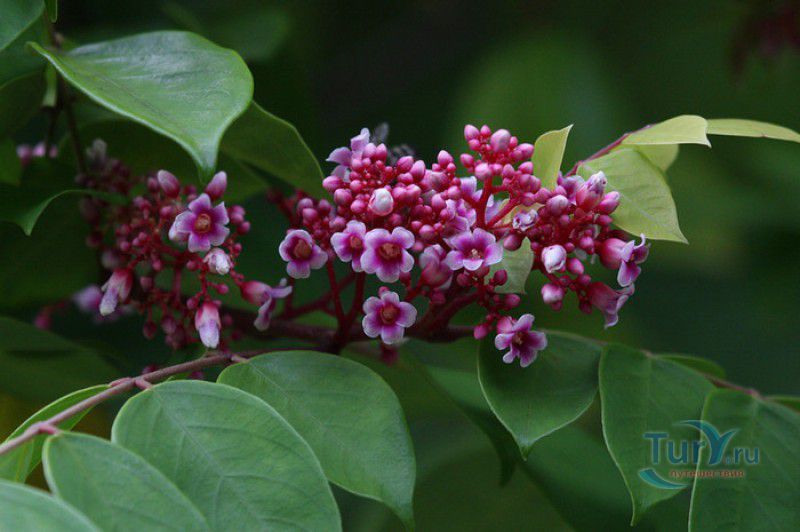 Национальный Ботанический Сад Сейшельских Островов