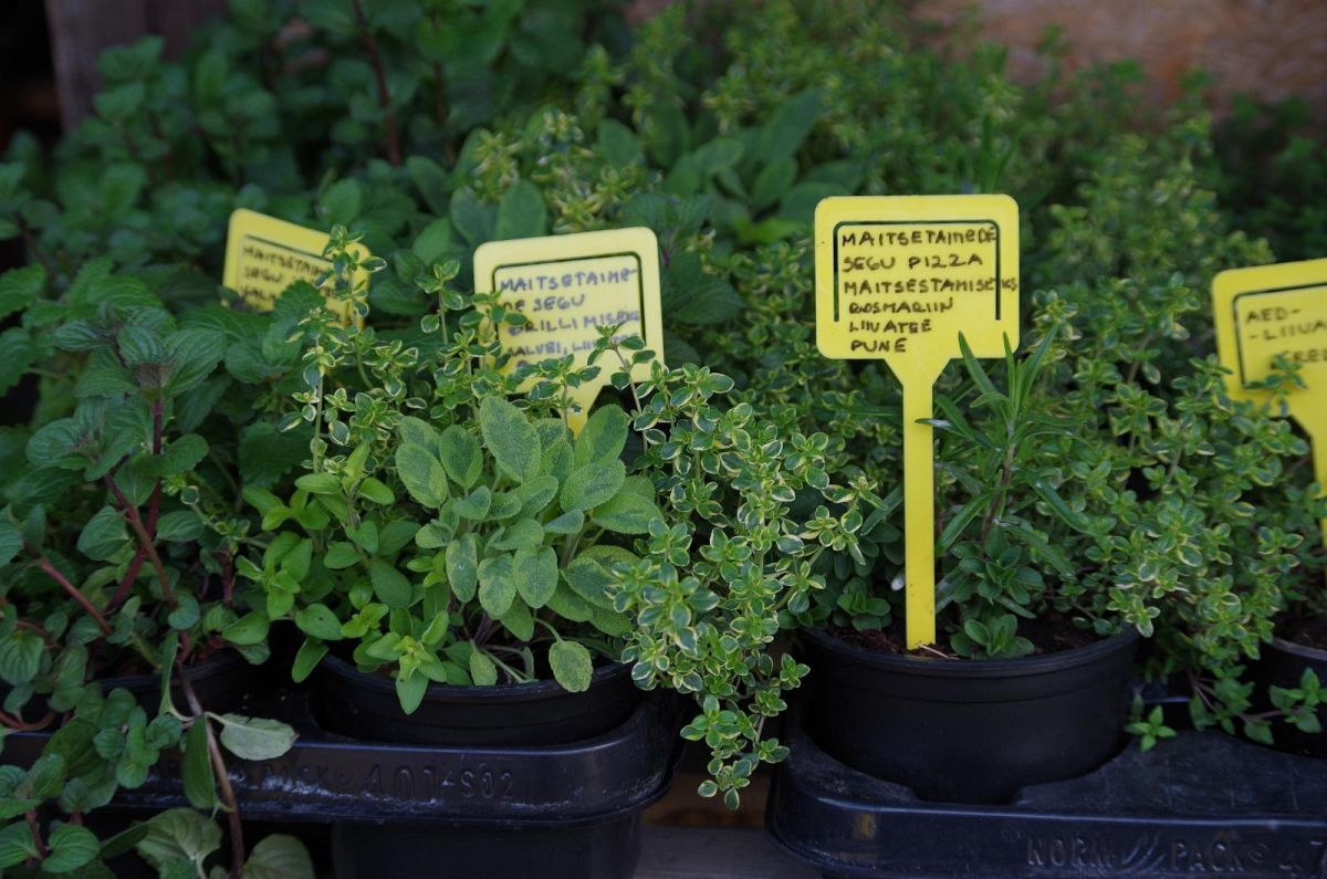 Центральный рынок Тарту