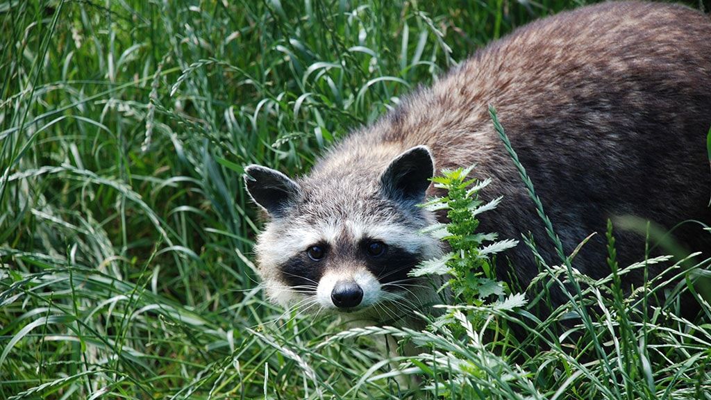 Зоопарк и парк животных Орёстранд