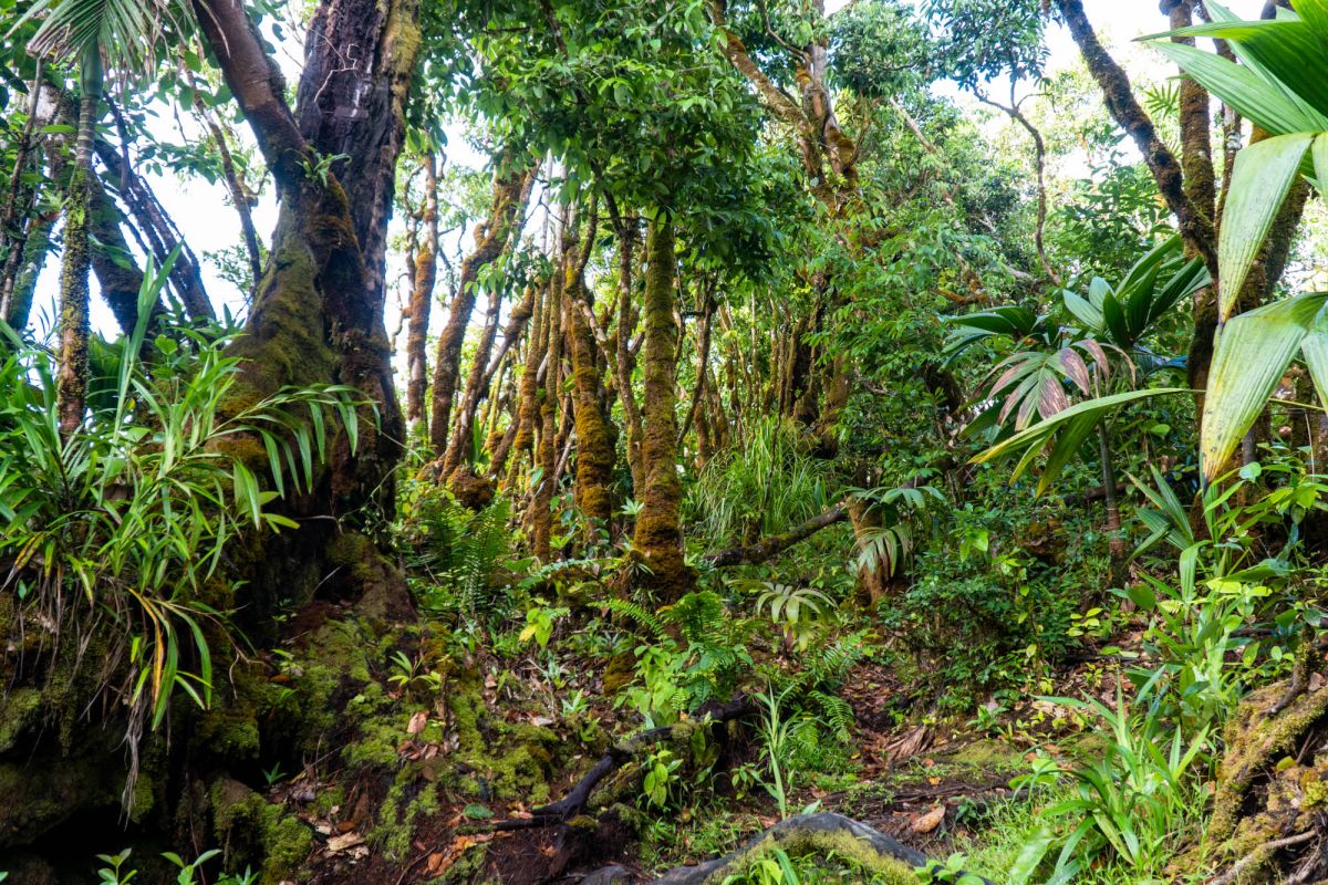 Морн Блан Трейл