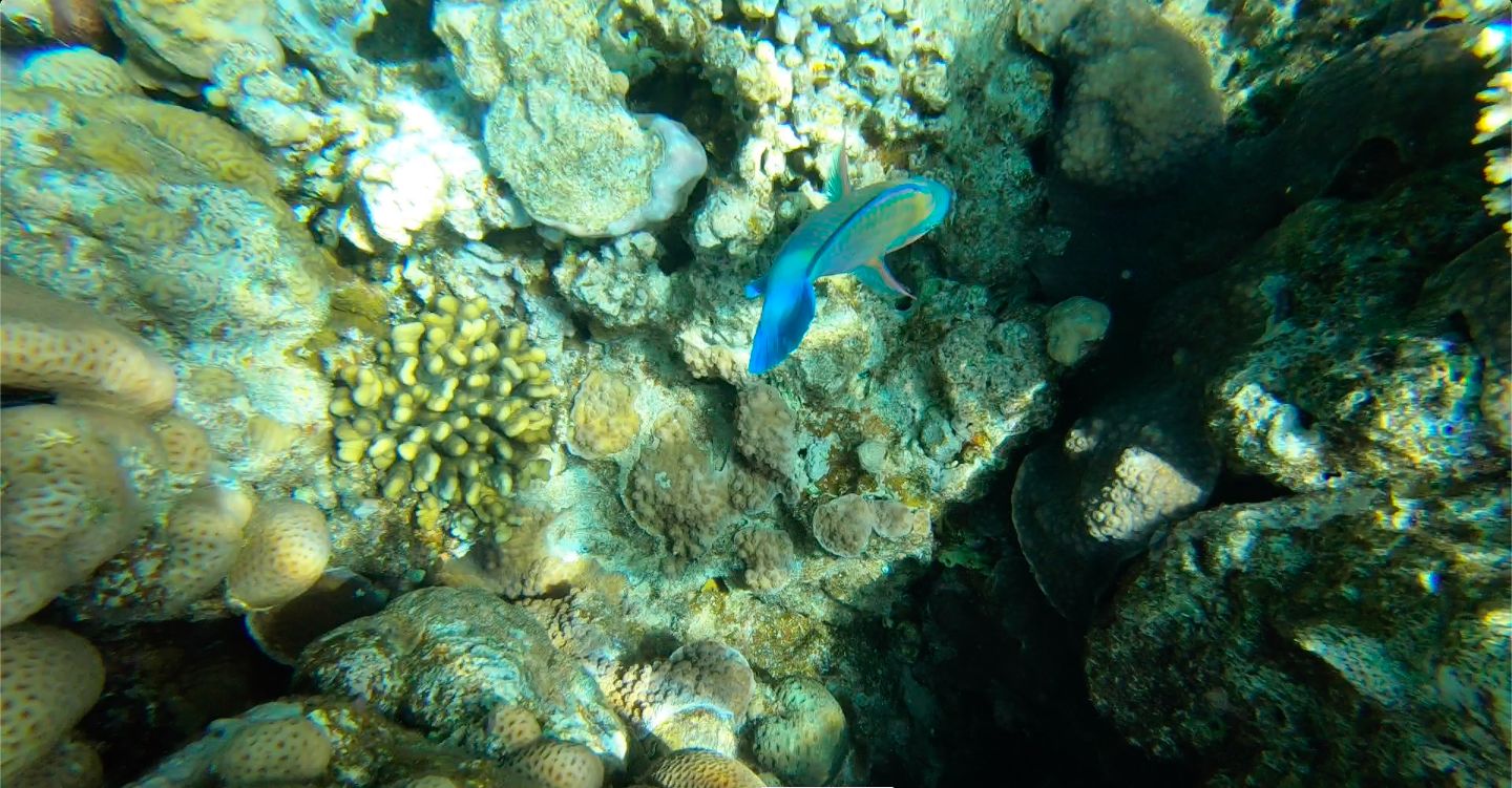 Лизергиновые сны или «Боль и великолепие запретного плода»