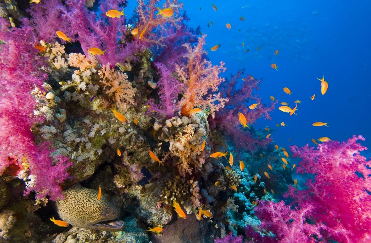 Дайв-сайт Islands / Seven Pinnacles 