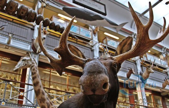 Музей Истории Естествознания