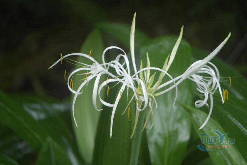 Национальный Ботанический Сад Сейшельских Островов
