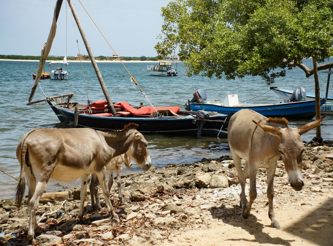 Ослиный заповедник