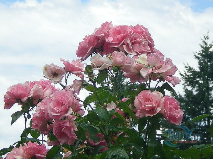 Пейзажный Парк Фонвьей и Розарий Принцессы Грейс