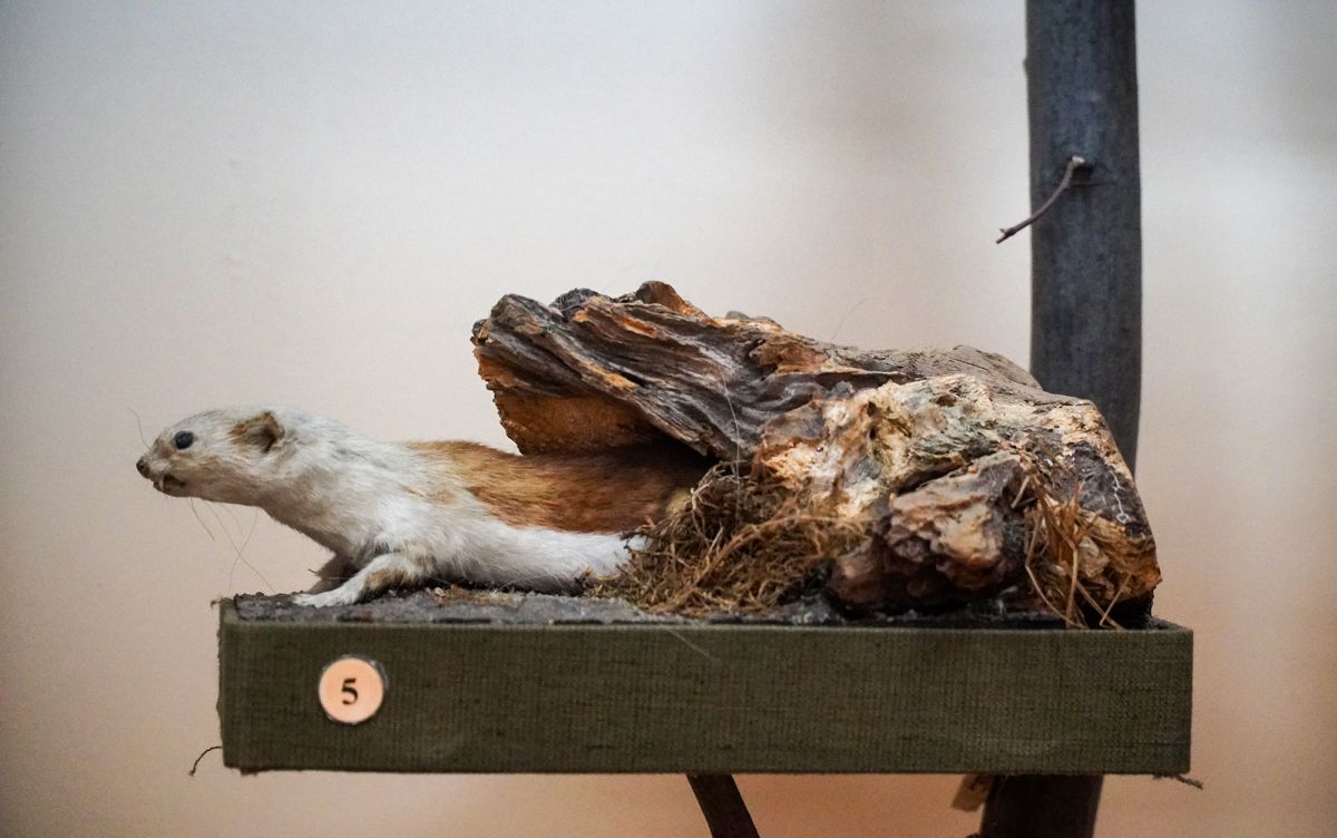 Житомирский музей природы