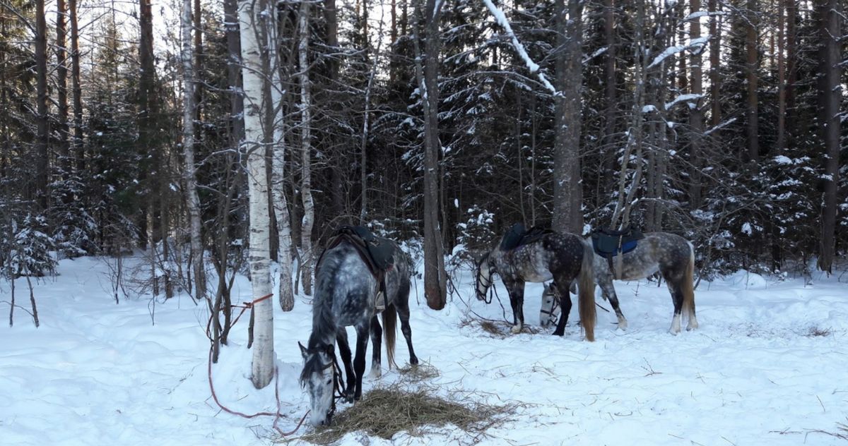 Конноспортивный клуб 