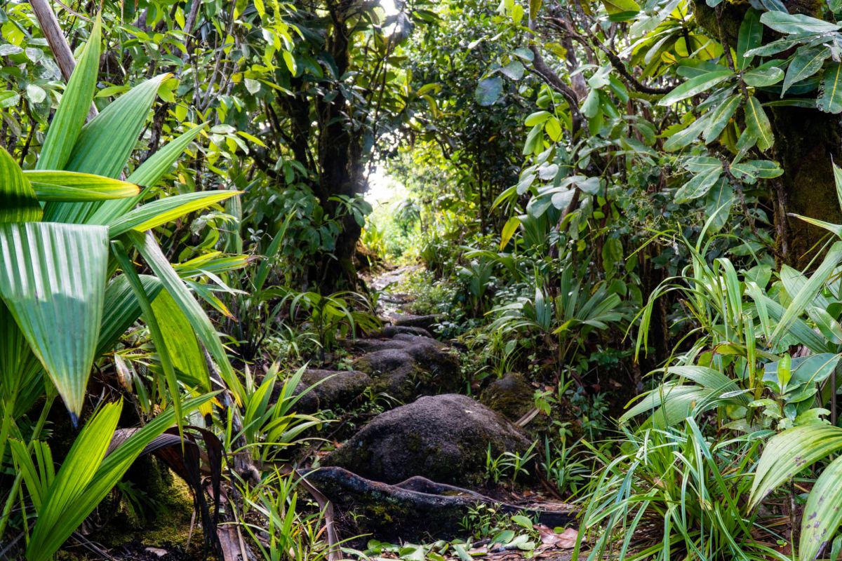 Национальный парк Морн Сейшелуа