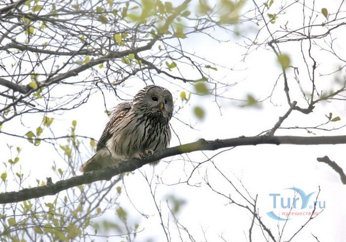 Природный Заповедник Вийдумяэ (Вийдумяэский заповедник)