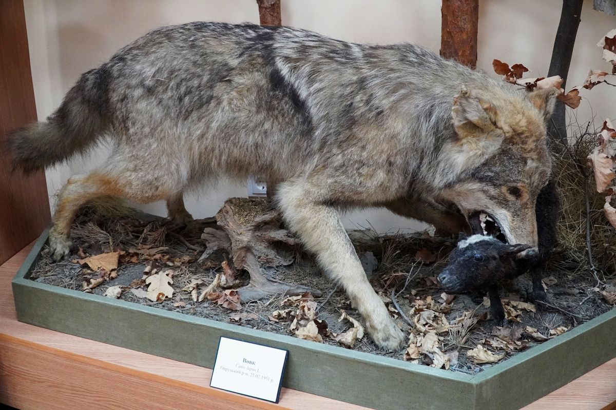 Житомирский музей природы