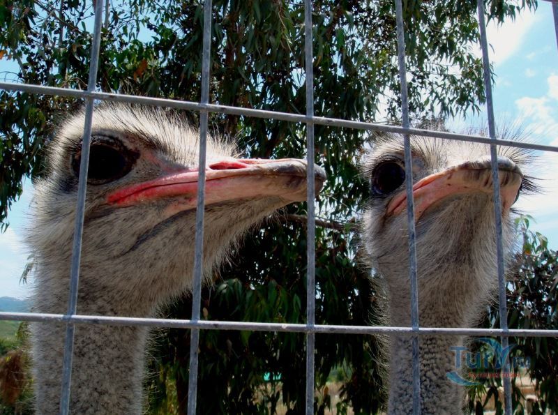 Страусиная ферма Родоса