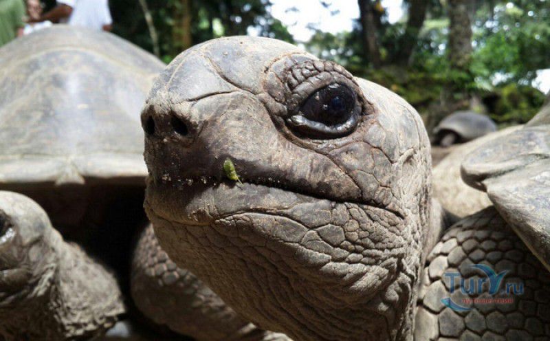 Национальный Ботанический Сад Сейшельских Островов