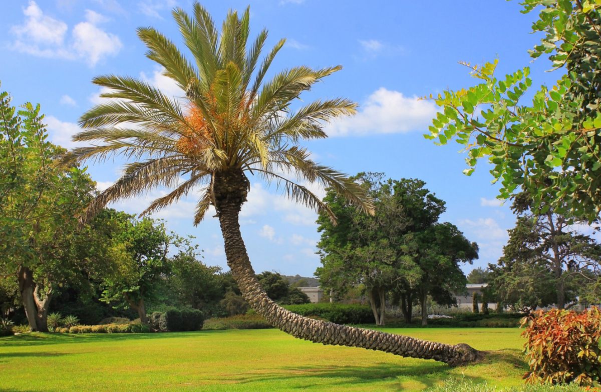 Парк Ротшильда (Рамат ха-Надив )