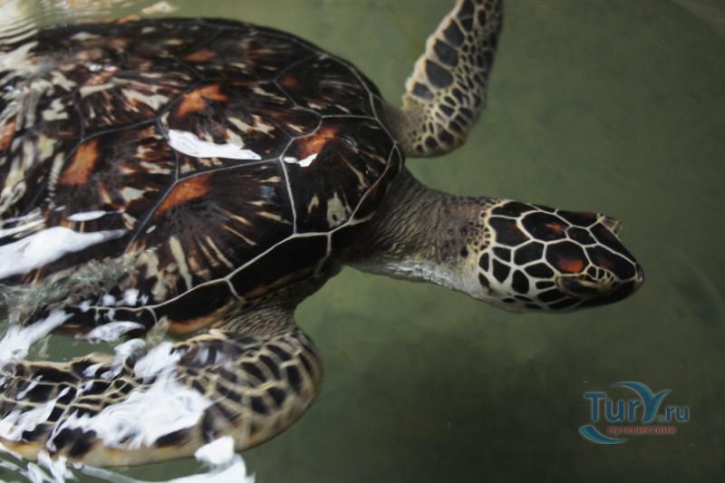 Черепашья ферма Turtle Conservation Research Center в Косгоде