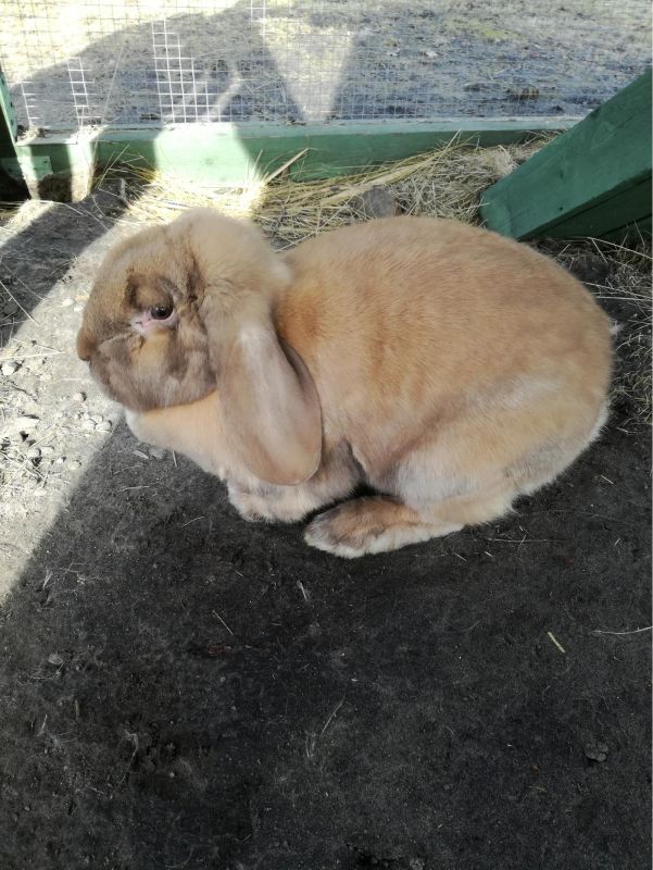 Комната для питомцев в Доме природы «Пярну»