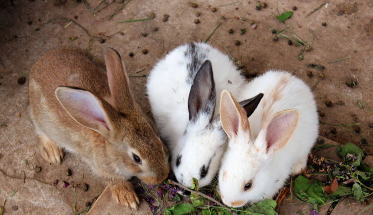 Мини-зоопарк усадьбы Улиткино