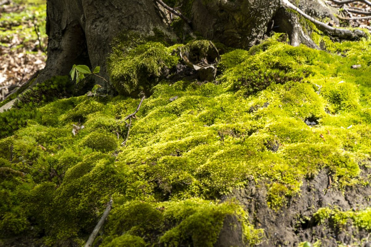 Пешеходный маршрут по южной стороне Тетерева