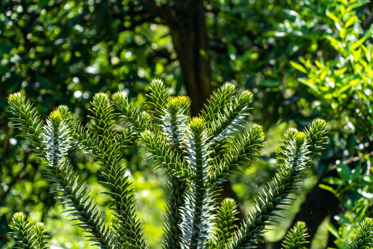 Батумский ботанический сад