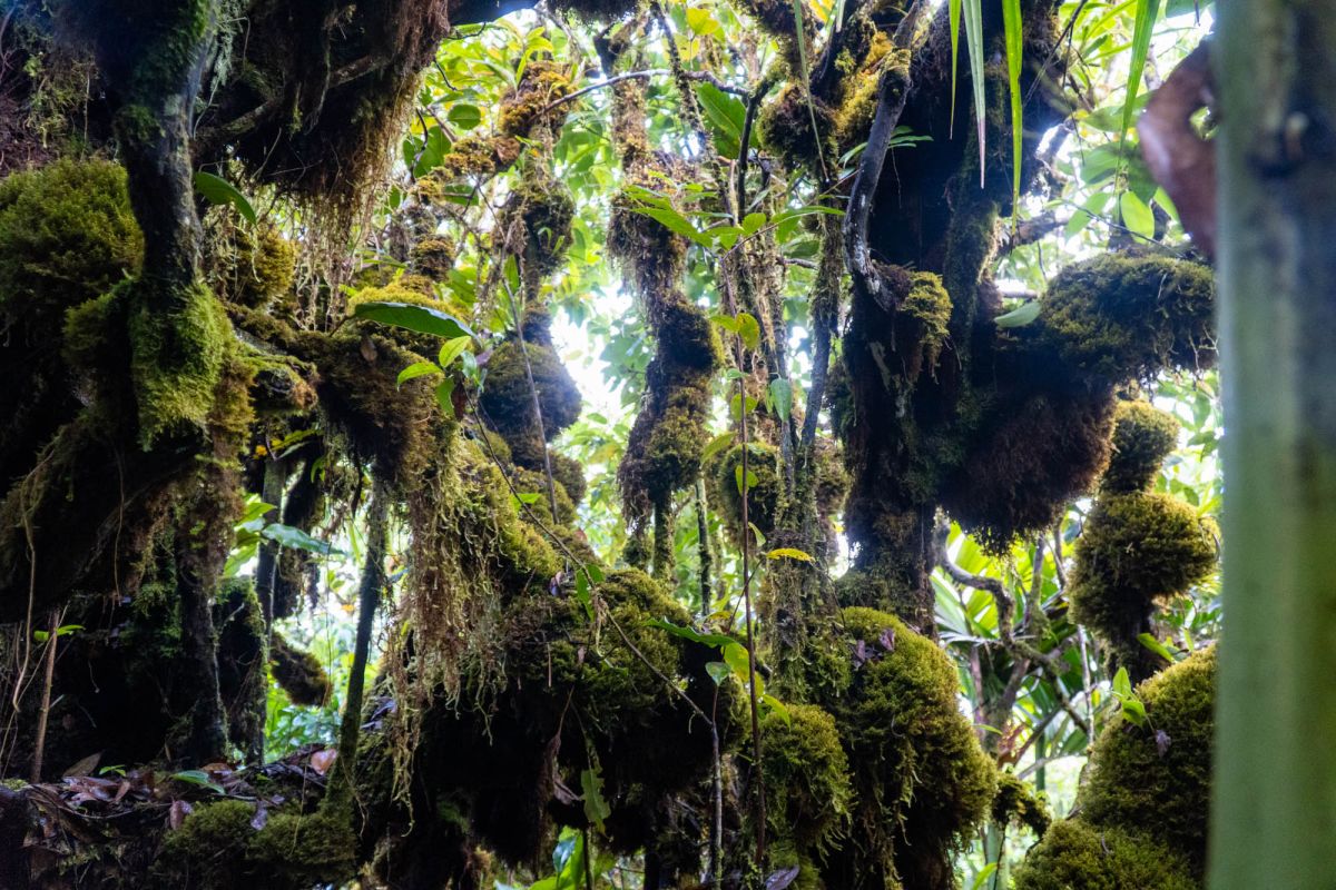 Национальный парк Морн Сейшелуа